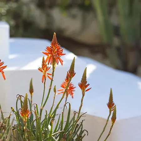 La Vida En Rosa Μαρμπέλλα