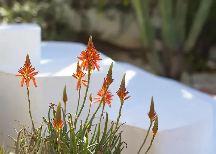 La Vida En Rosa Marbella